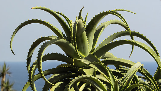 close-up photo of green leafed plants thumbnail