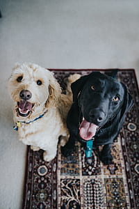 adult black Labrador retriever beside Labradoodle thumbnail