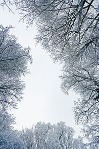 Worm-eye View of Trees thumbnail