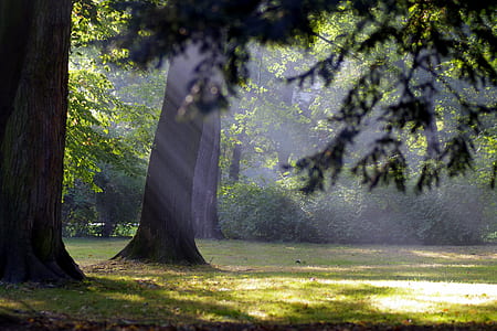 green leaf trees thumbnail