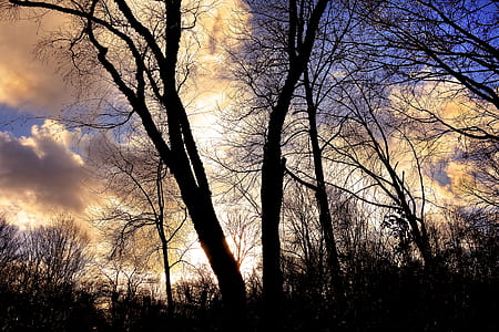 silhouette withered tree under cloud formation thumbnail