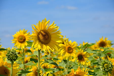 selective focus photography of sunflowers thumbnail