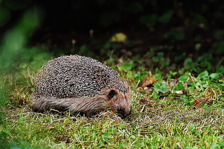 Brown Hedgehog on Grass thumbnail