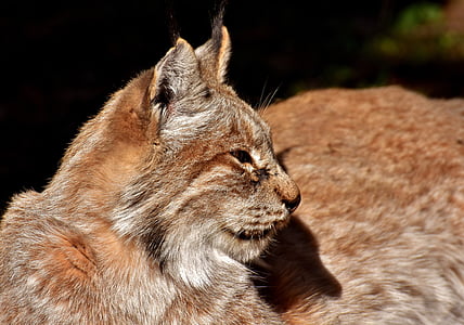 brown four-legged mammal taken during daytime thumbnail