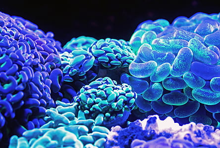 closeup photography of LED stones thumbnail