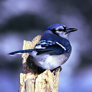 blue and white bird perching on wood thumbnail