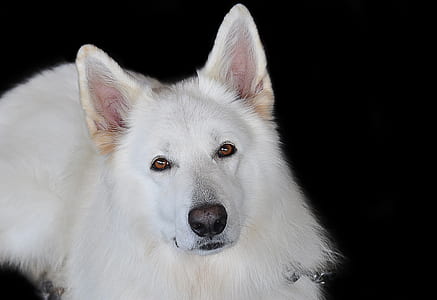 adult white Berger Blacn Suisse thumbnail
