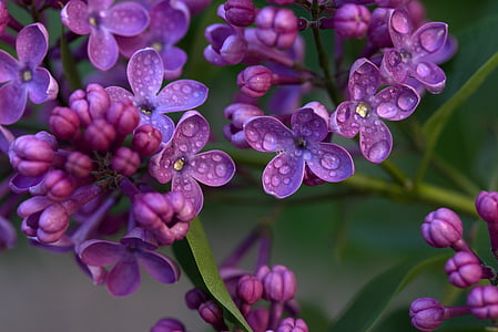 macro shot of pink flowers with teardrops thumbnail