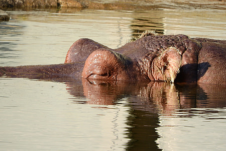 Hippo, The Head Of A Hippopotamus thumbnail