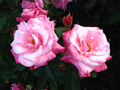 pink carnation flowers thumbnail