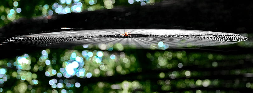 focus photo of spider with web thumbnail