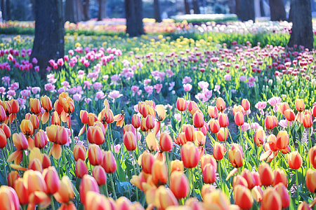red-and-yellow Tulip field at daytime thumbnail