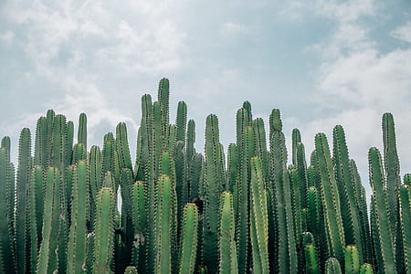 green cactus plants under gray and white sky thumbnail