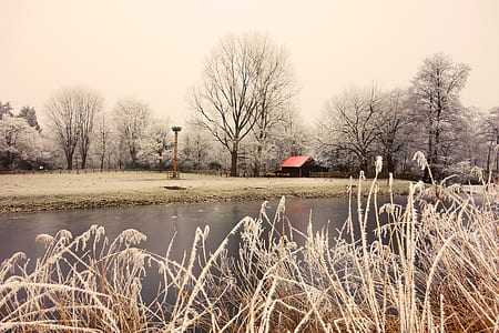 calm body of water beside house surrounded by trees thumbnail