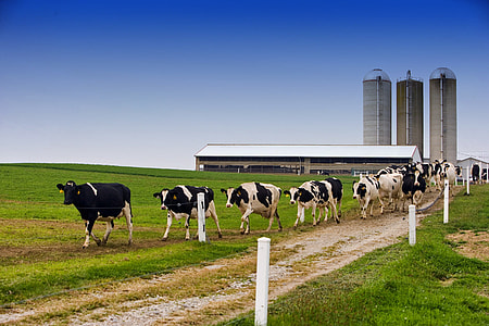 white and black cattles marching on grass field near factory with three silos during daytime thumbnail