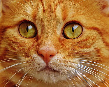 macro shot of orange tabby cat thumbnail