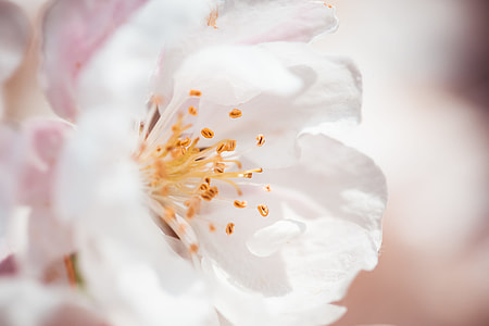 Wonderful Spring Bloom Close Up thumbnail