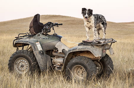 brown German wirehaired pointer standing on UTV thumbnail