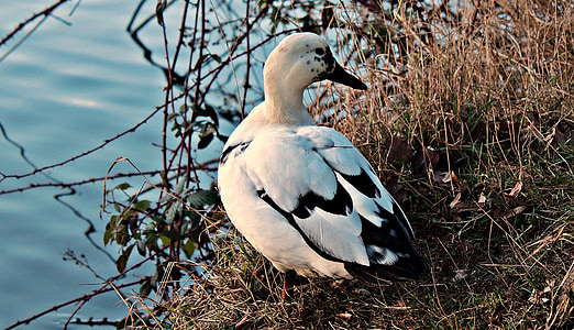 white and black duck standing beside body of water thumbnail