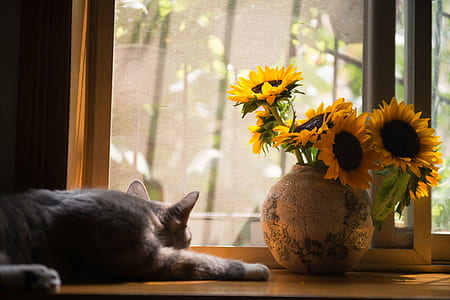 Gray Cat Near Gray Vase With Sunflower thumbnail