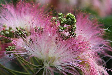 selective focus photography of pink and green petaled flower thumbnail