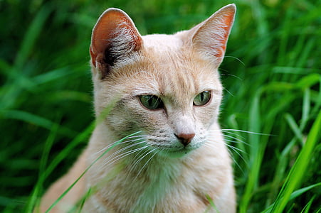 orange tabby cat surrounded by green grass thumbnail
