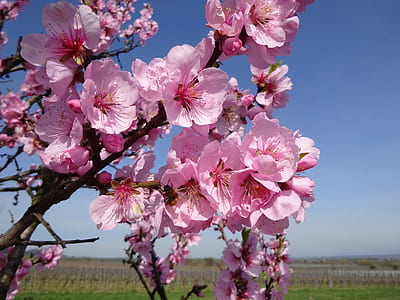 pink cherry blossom tree at daytime thumbnail