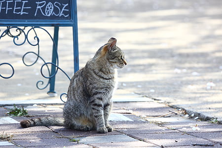 silver cat on ground thumbnail