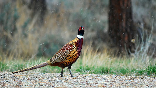 bird standing on ground thumbnail
