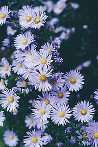 closeup photo of white petaled flowers thumbnail