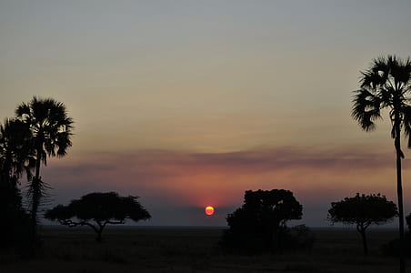 silhouette photography of tree thumbnail