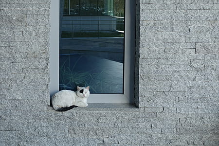 white cat lying beside window pane thumbnail