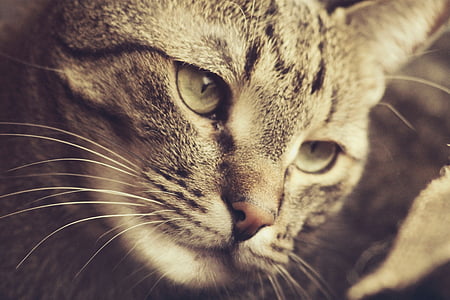 close-up photography of tabby cat thumbnail