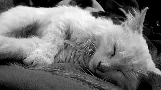 White Kitten in Grayscale thumbnail