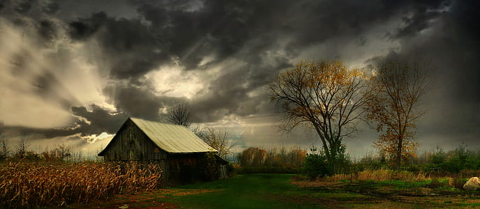 black house near trees and cornfield wallpaper thumbnail