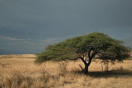 close up photo of green tree during daytime thumbnail