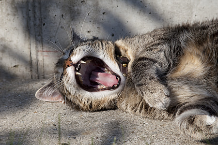 Yawning cat with sharp fangs thumbnail
