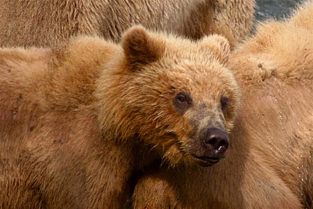 close-up photo of brown cub and bear thumbnail