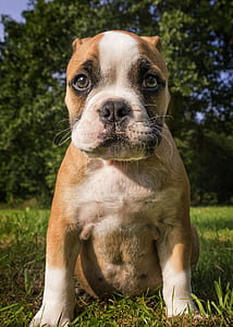tan and white American bully puppy thumbnail