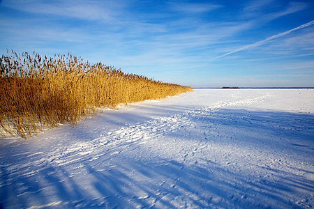 brown plants under clear blue sky thumbnail