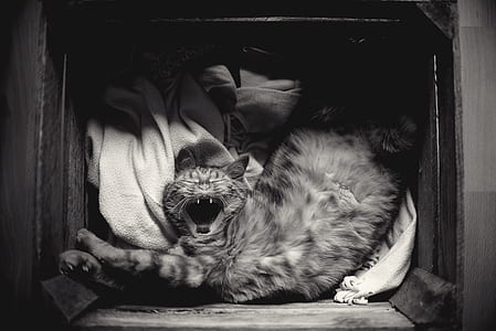 grayscale photo of cat inside crate thumbnail