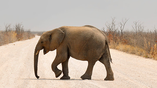 brown elephant walking in the road thumbnail