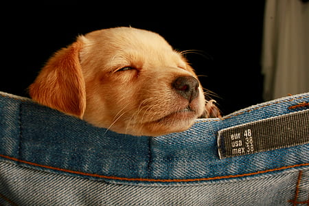 puppy leaning on denim bottoms thumbnail