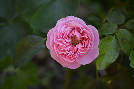 selective focus photo of pink rose thumbnail