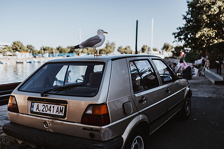 Seagull on a car roof thumbnail
