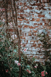 shallow focus photography white and red flowers thumbnail