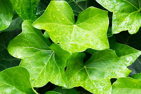 green leaves thumbnail