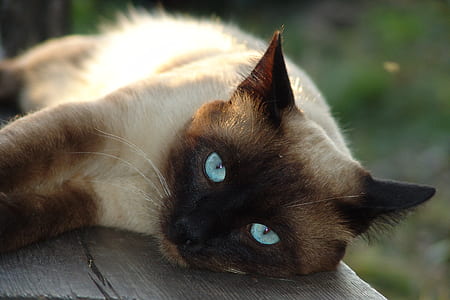 Siamese cat thumbnail