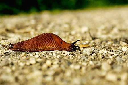 tilt shift photo of snail thumbnail