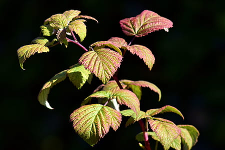 selective focus photo of green leafed plant thumbnail